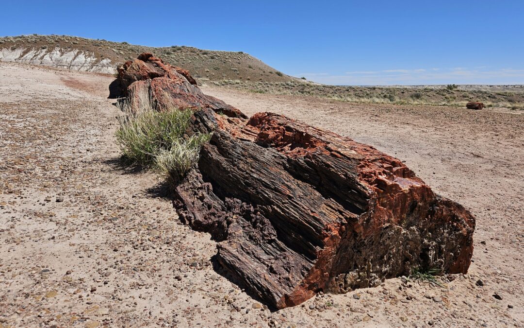 Petrified Forest National Park